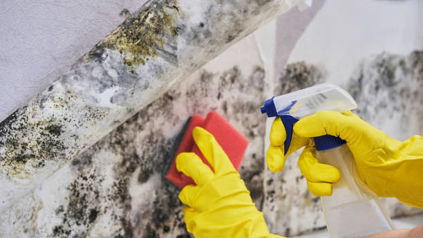 Trusted South St Paul, MN Mold Remediation Experts